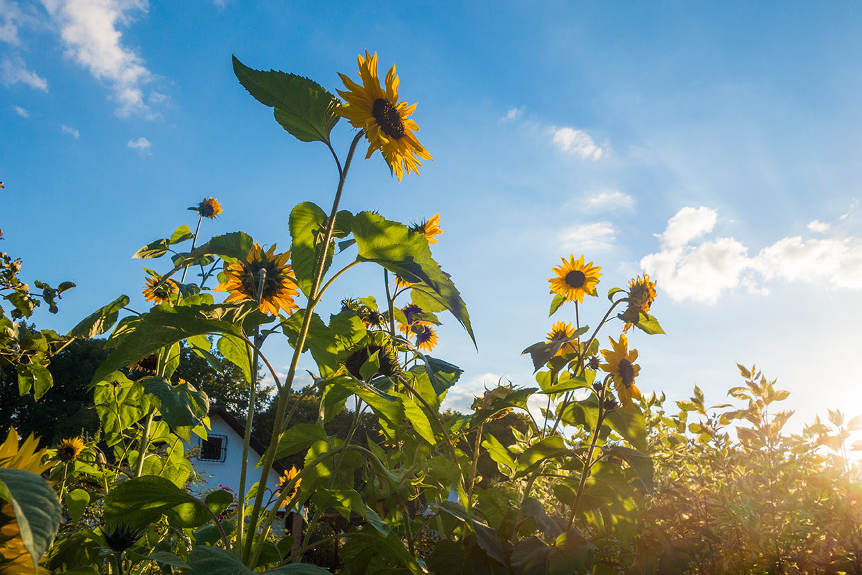 Blumen18
