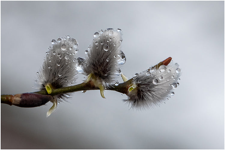 Blumen19