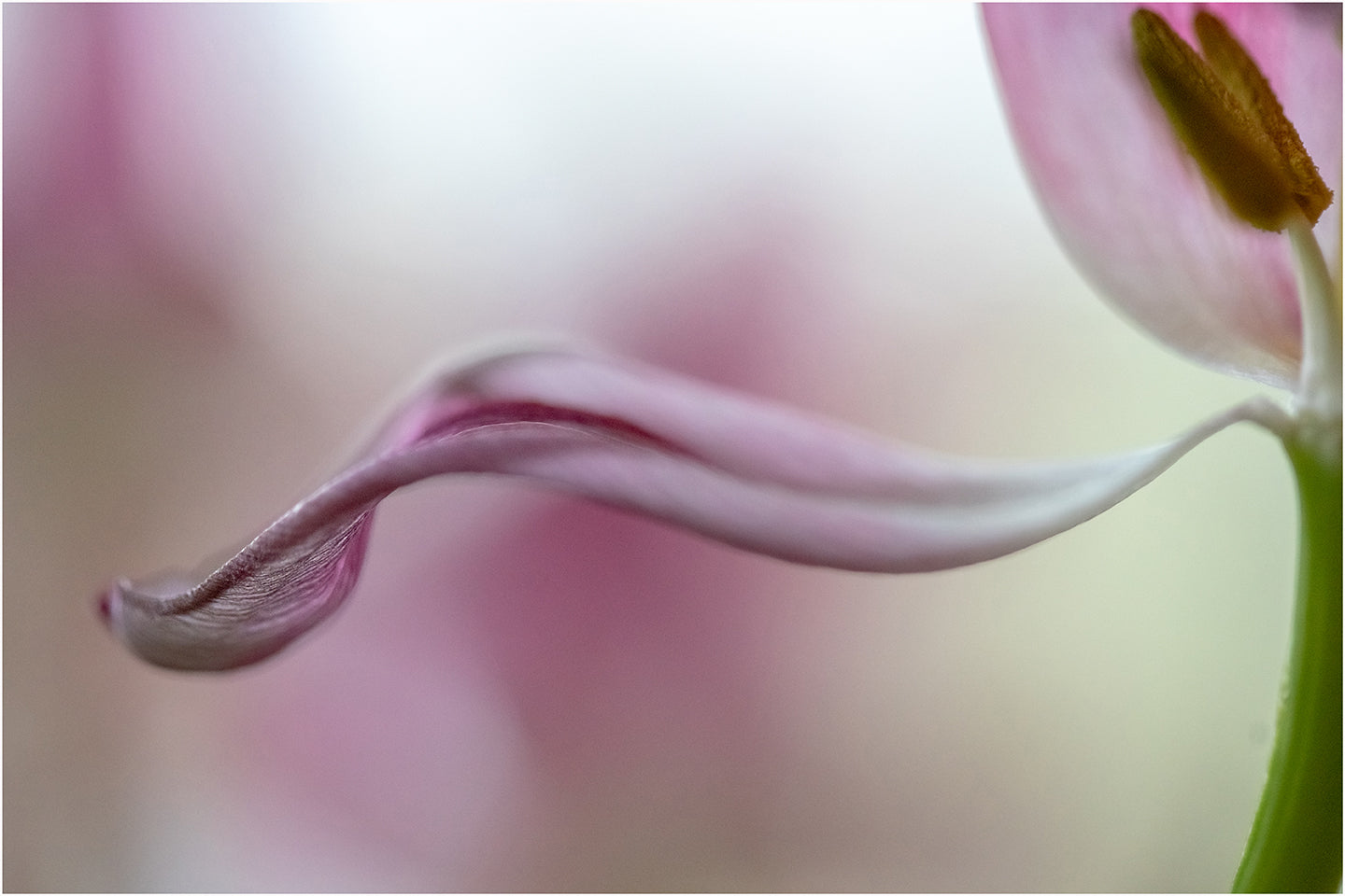 Blumen20