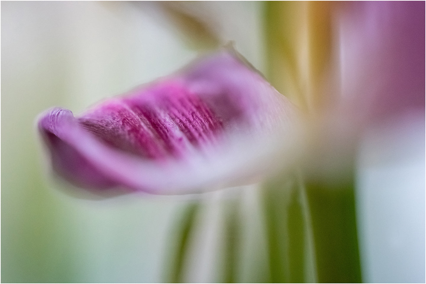 Blumen21
