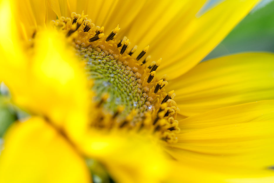 Blumen13