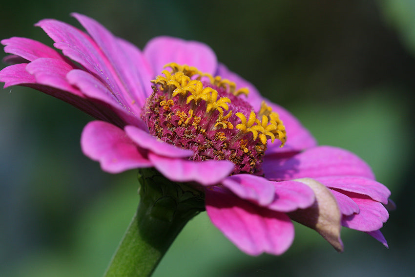 Blumen14