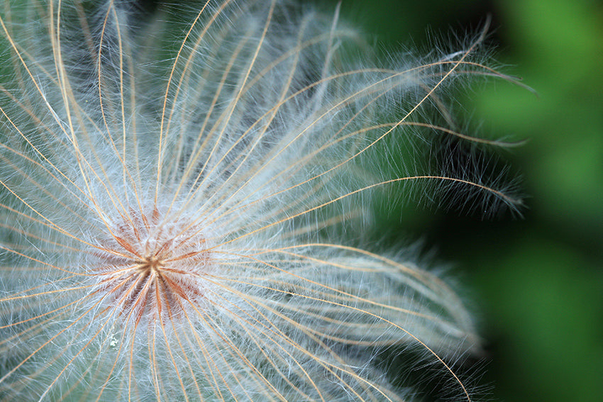 Blumen15
