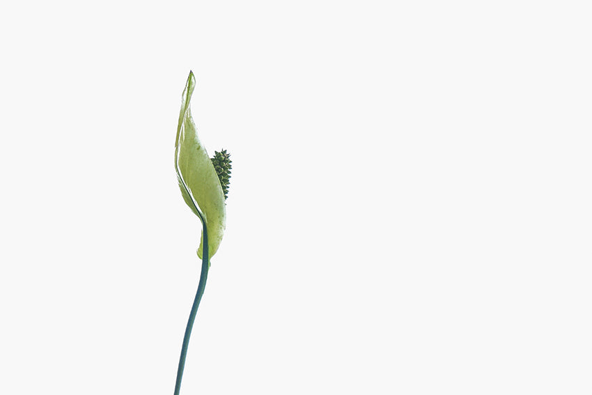 Blumen17