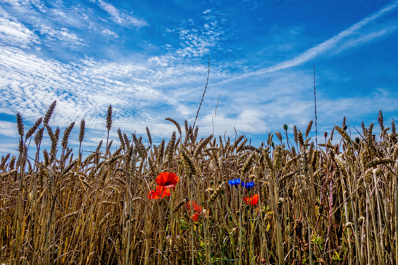 Blumen8