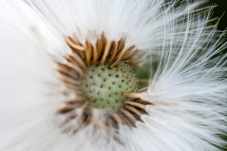 Blumen7