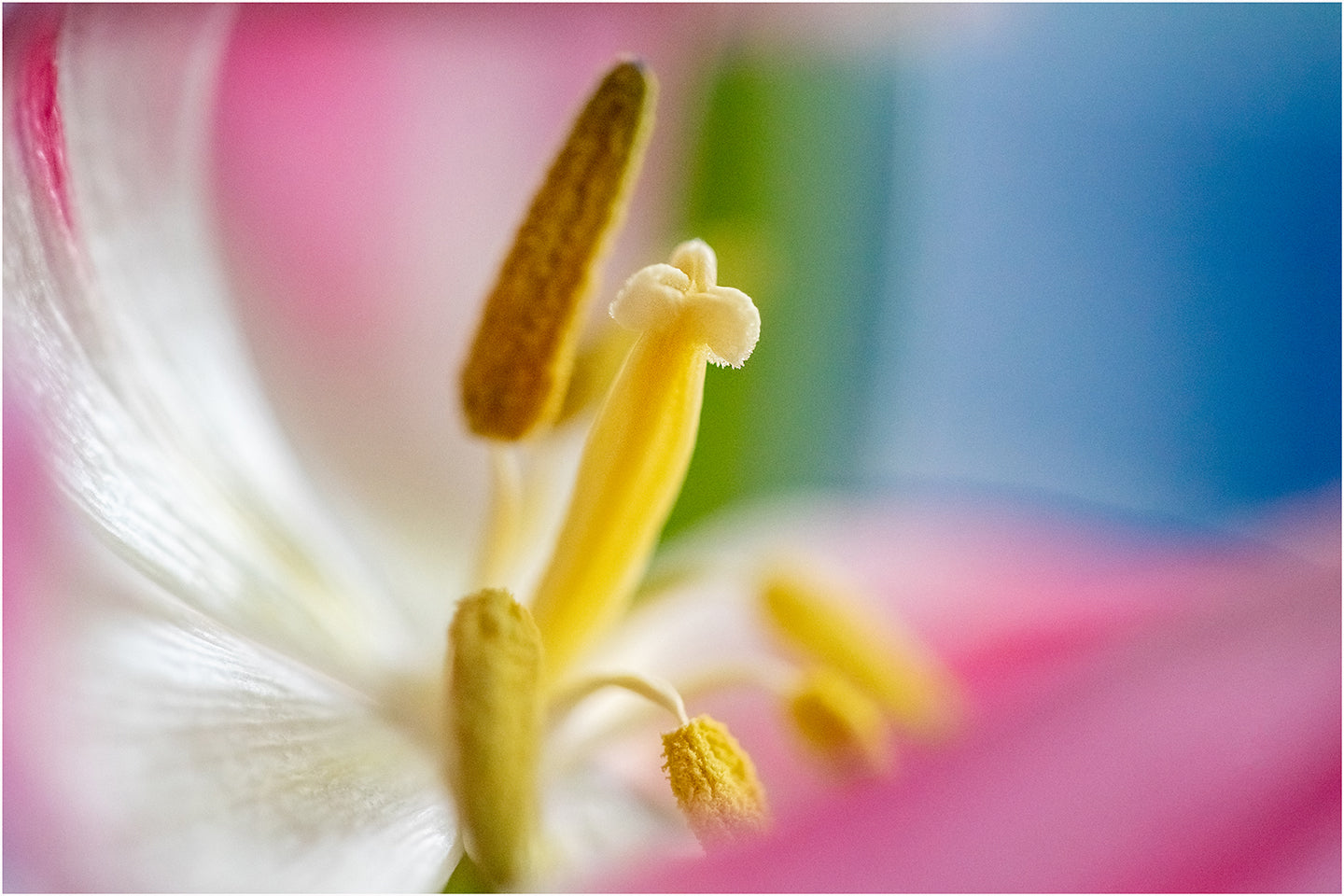 Blumen2