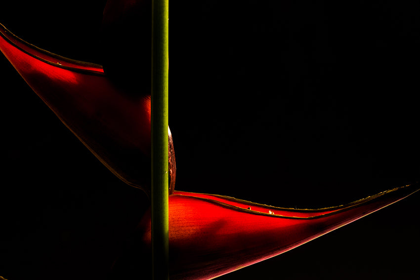 Blumen6
