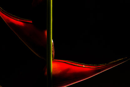 Blumen6