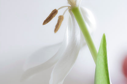 Blumen1