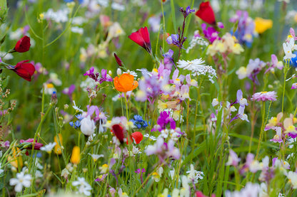 Blumen10