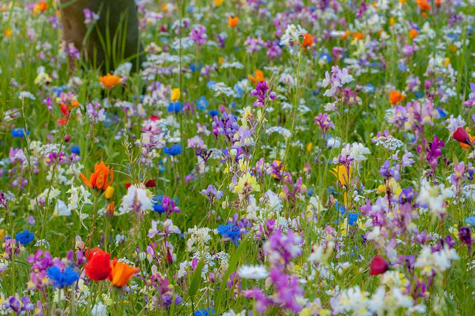 Blumen11