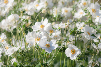 Blumen12