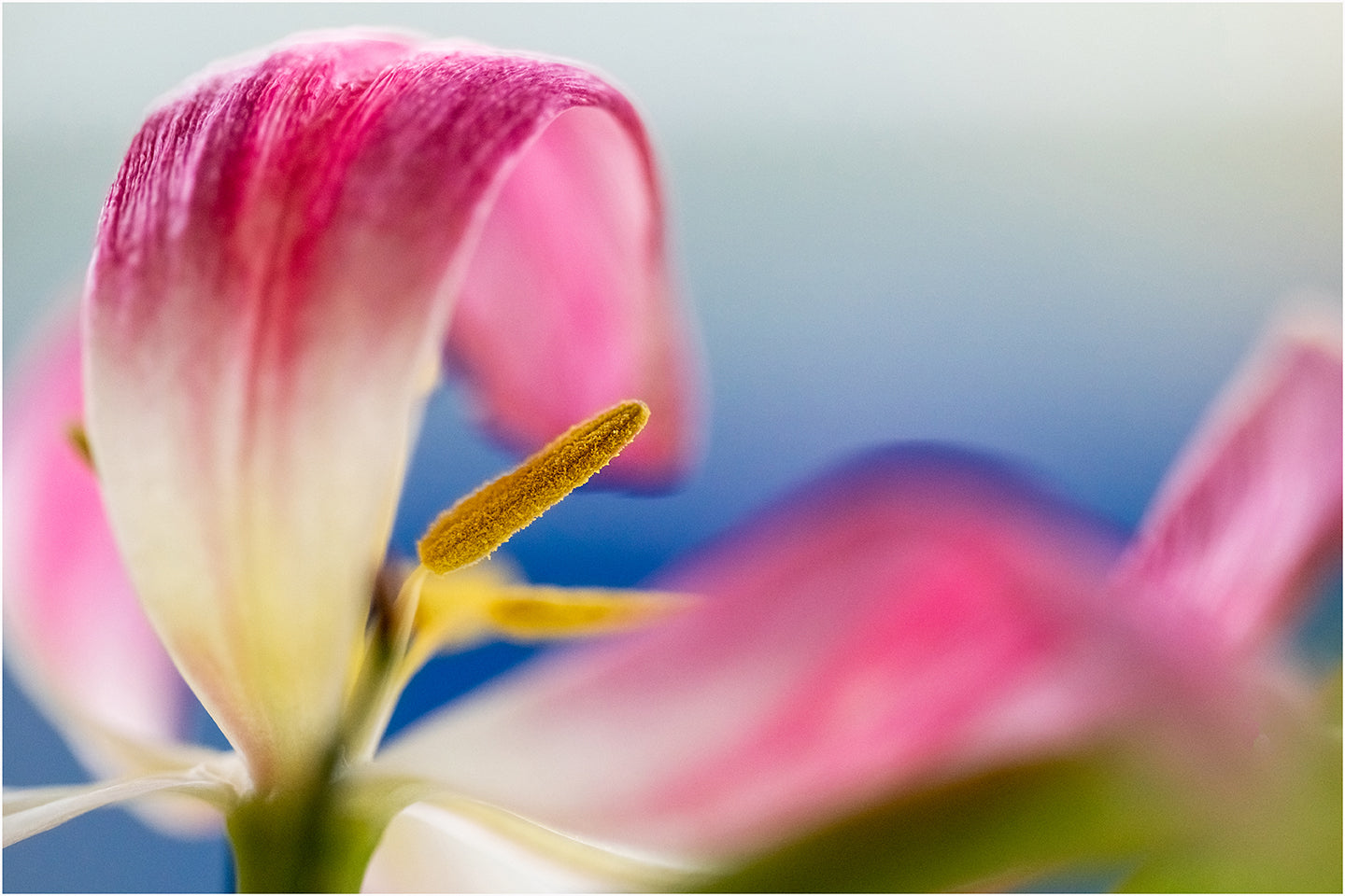 Blumen4