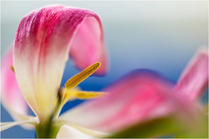 Blumen4