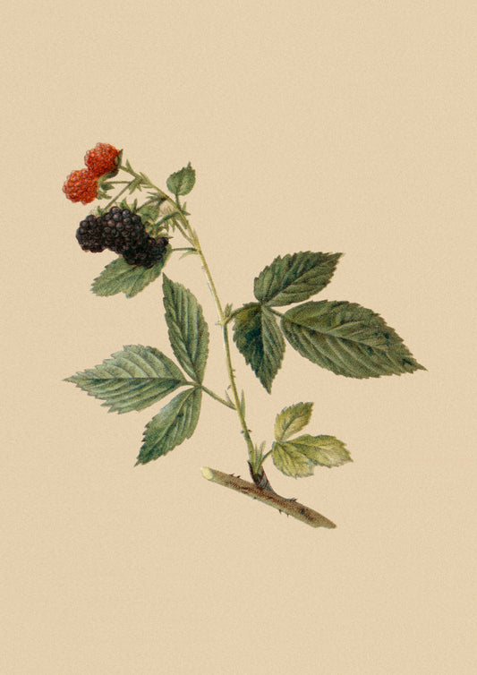 Brombeeren historisch