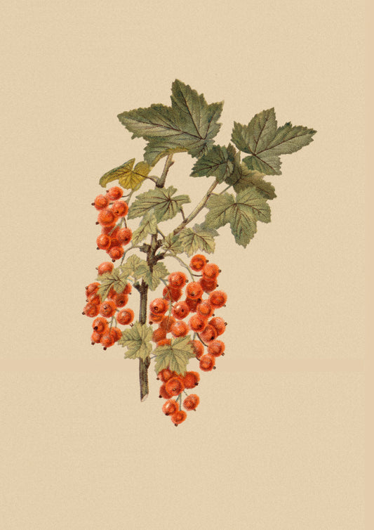 Johannisbeeren historisch