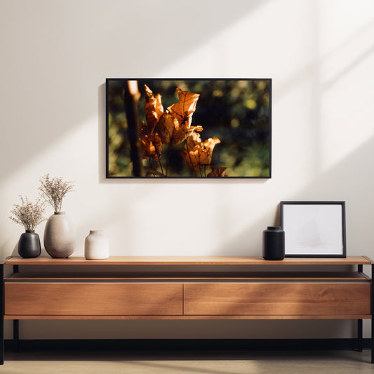 Herbstliche Blätter im Sonnenlicht | LIMITED