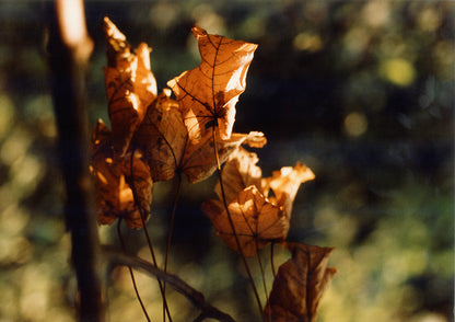 Herbstliche Blätter im Sonnenlicht | LIMITED